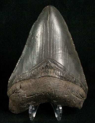 Black Megalodon Tooth #5620